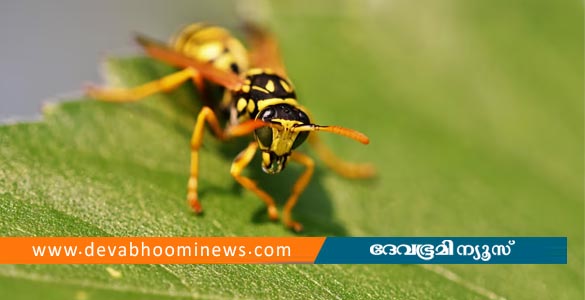 പത്തനംതിട്ടയില്&zwj; മൂന്നുപേരെ കുത്തി പരിക്കേൽപ്പിച്ച് കാടു കയറിയ പ്രതിയെ കടന്നൽ ആക്രമിച്ച് പുറത്തെത്തിച്ചു