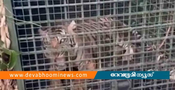 കുമ്പളത്താമണ്ണിൽ ഇറങ്ങിയ കടുവ കെണിയിൽ വീണു