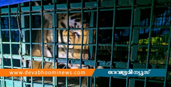 വയനാട് വണ്ടിക്കടവിലെ ആളെക്കൊല്ലി കടുവ കൂട്ടിലായി