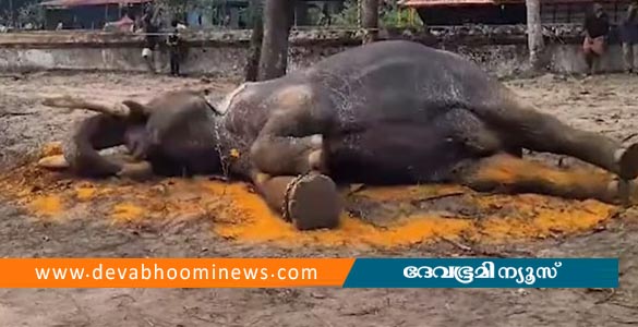 തുറപ്പുഗുലാനിലെ താരം; കൊമ്പന്&zwj; നെല്ലിക്കോട് മഹാദേവന്&zwj; ചരിഞ്ഞു