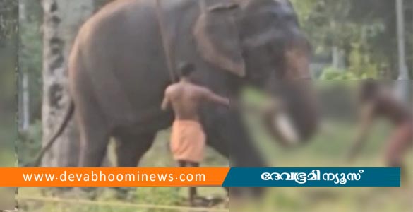 പുല്&zwj;പളളിയില്&zwj; ഉത്സവത്തിനിടെ ആന ഇടഞ്ഞു; പാപ്പാന്&zwj;മാര്&zwj;ക്ക് പരിക്ക്