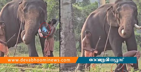 ആനയ്ക്കരികിൽ സ്വന്തം കൈക്കുഞ്ഞുമായി സാഹസം; പാപ്പാൻ അറസ്റ്റിൽ