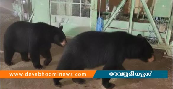 പാലക്കാട് ജനവാസ മേഖലയിൽ കരടികളിറങ്ങി