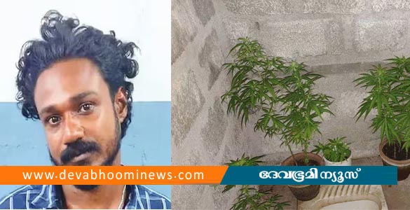 ശുചിമുറിക്കുള്ളിൽ കഞ്ചാവ് കൃഷി; പൊന്നാനിയിൽ യുവാവ് പിടിയിൽ