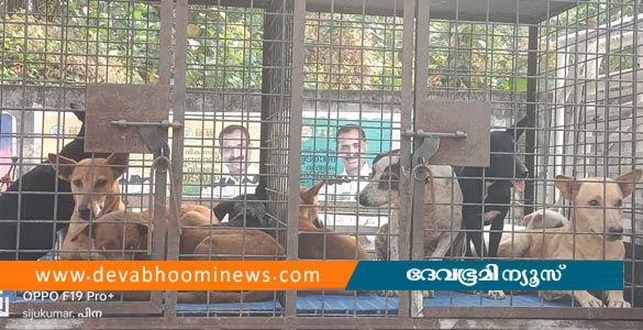 വാഗ്ദാനം നടപ്പാക്കി തിരുവനന്തപുരം മേയർ; തെരുവ് നായകളെ പിടികൂടി തുടങ്ങി