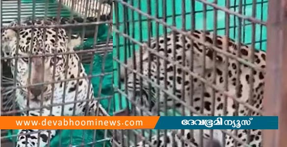 തച്ചമ്പാറയിൽ വനംവകുപ്പ് സ്ഥാപിച്ച കെണിയിൽ പുലി കുടുങ്ങി