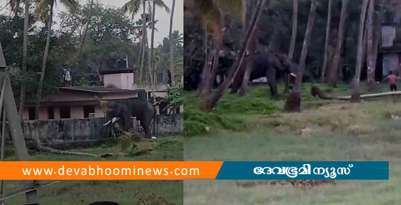 തൃപ്രയാറിൽ ആനയിടഞ്ഞു; വാഹനങ്ങളും വീടുകളുടെ ഗേറ്റ് തകര്&zwj;ത്തു