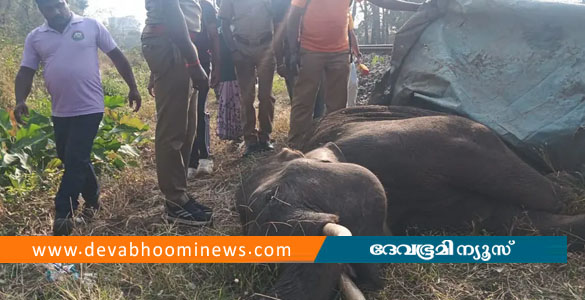 വാളയാർ വട്ടപ്പാറയിൽ ട്രെയിൻ ഇടിച്ച് കാട്ടാന ചരിഞ്ഞു