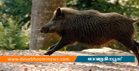 കാട്ടുപന്നി റോഡിന് കുറുകെ ചാടി; ബൈക്ക് മരക്കുറ്റിയിലിടിച്ച് യുവാവിന് ദാരുണാന്ത്യം