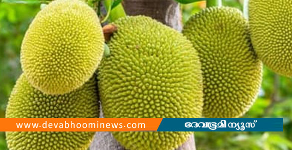 മരുന്നിന് വരിനിന്ന രോഗിയുടെ തലയിൽ ചക്ക വീണ് അപകടം