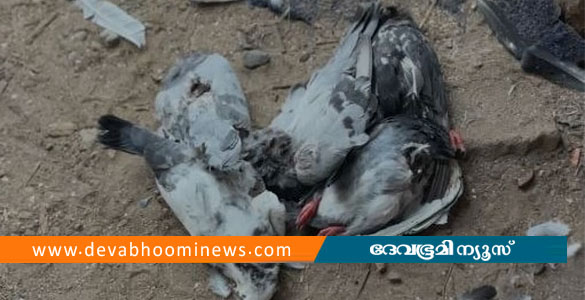 കണ്ണൂരിൽ സുഹൃത്തുക്കൾ ചേർന്ന് വളര്&zwj;ത്തിയ 36 പ്രാവുകളെ കഴുത്തറുത്ത് കൊന്നു