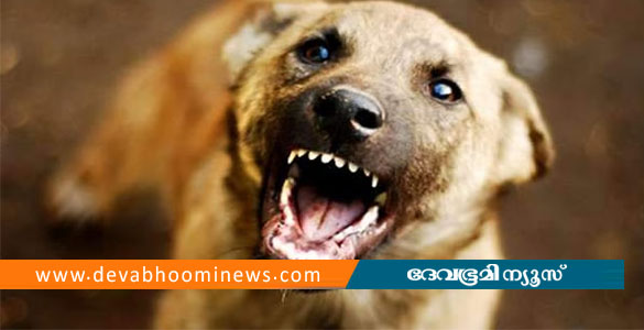 തൃശൂരില്&zwj; കിടപ്പുരോഗിയായ വയോധികയെ തെരുവു നായ കടിച്ചുകൊന്നു
