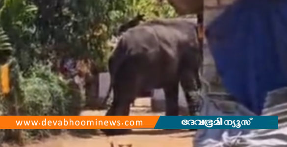 കോങ്ങാട് ഉത്സവത്തിനിടെ ആനയിടഞ്ഞു; പാപ്പാനെ ചവിട്ടിക്കൊന്നു