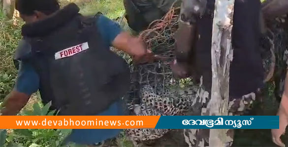 പനമരത്ത് ജനവാസ മേഖലയിൽ ഭീതി പരത്തിയ പുലി ചത്തു