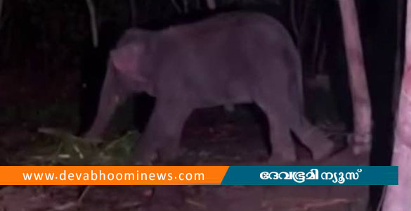 തിരുവനന്തപുരത്ത് ആനയുടെ ആക്രമണത്തില്&zwj; പരിക്കേറ്റ പാപ്പാൻ മരിച്ചു