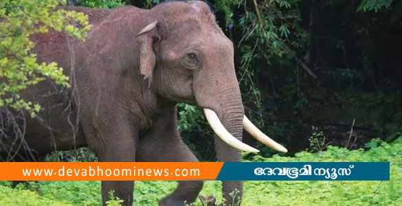 തൃശൂരില്&zwj; കാട്ടാനയുടെ പരാക്രമം; ഹോട്ടൽ തകർത്ത് അകത്ത് കയറി സാധനങ്ങള്&zwj; നശിപ്പിച്ചു