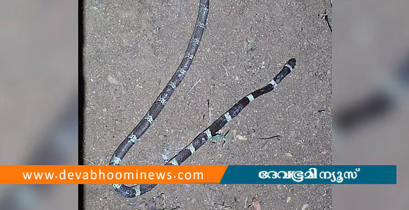 തൃശൂരില്&zwj; രണ്ടര വയസുകാരന് പാമ്പ് കടിയേറ്റു; ശംഖുവരയന്&zwj; കടിച്ചത് ശുചിമുറിയില്&zwj; വച്ച്