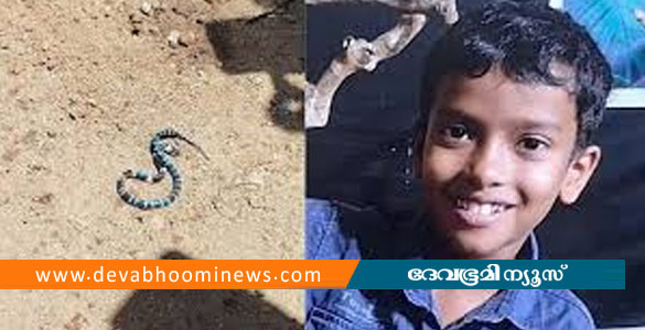 തൃശൂരിൽ പാമ്പ് കടിയേറ്റ് മരിച്ച ആൽജോയുടെ വീട്ടിൽ നിന്ന് വീണ്ടും പാമ്പിനെ കണ്ടെത്തി