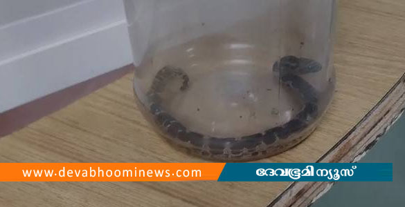 പാലക്കാട് അങ്കണവാടി ടീച്ചർക്ക് പാമ്പ് കടിയേറ്റു