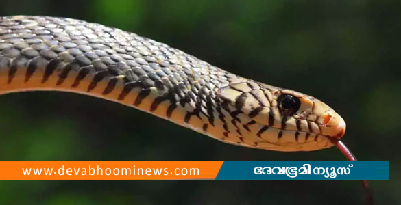 കിടക്കയില്&zwj; പാമ്പ്, പൂനൂരില്&zwj; 22 കാരന് പാമ്പുകടിയേറ്റു