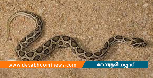 ആലപ്പുഴയില്&zwj; വീടിന്&zwj;റെ ഗേറ്റ് അടക്കുന്നതിനിടെ അധ്യാപികയ്ക്ക് പാമ്പ് കടിയേറ്റു