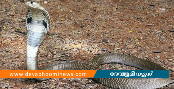 കാസർകോട് നാലര വയസുകാരിയെ മൂർഖൻ പാമ്പ് കടിച്ചു