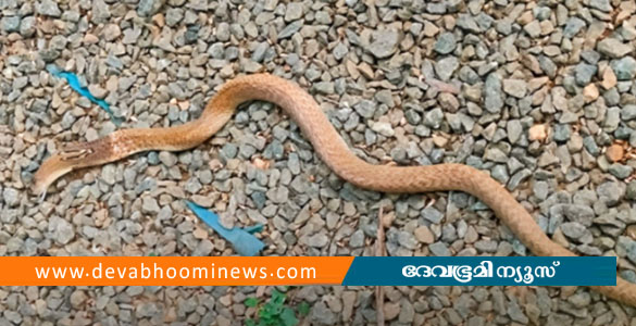 കൊച്ചിയില്&zwj; ചക്ക വീണ് മൂര്&zwj;ഖന്&zwj; പാമ്പ് ചത്തു