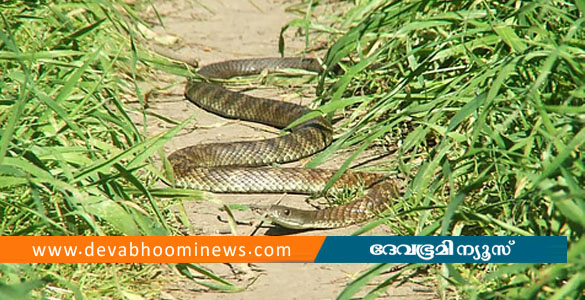 വ​ട്ടപ്പാ​റ​യി​ൽ ക്രി​ക്ക​റ്റ് ക​ളി​ക്കു​ന്ന​തി​നി​ടെ 15 വ​യ​സു​കാ​ര​ന് പാ​മ്പ് ക​ടി​യേ​റ്റു