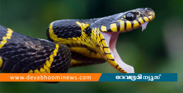 ഇടുക്കിയില്&zwj; രണ്ടുപേര്&zwj;ക്ക് പാമ്പ് കടിയേറ്റു