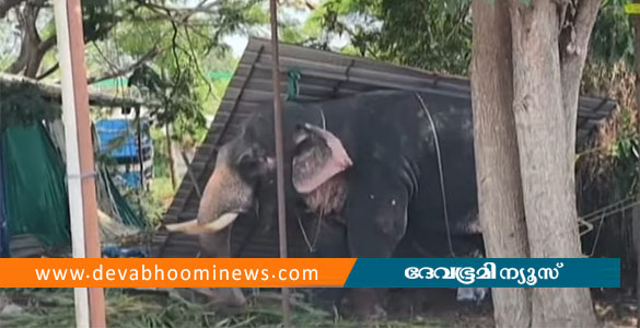 കൂടല്&zwj;മാണിക്യം ക്ഷേത്രത്തില്&zwj; ആന ഇടഞ്ഞു; പാപ്പാനെ ചവിട്ടി കൊന്നു