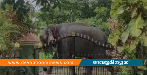തൃശൂർ നഗരത്തെ മുൾമുനയിൽ നിർത്തിയ ആനയെ തളച്ചു