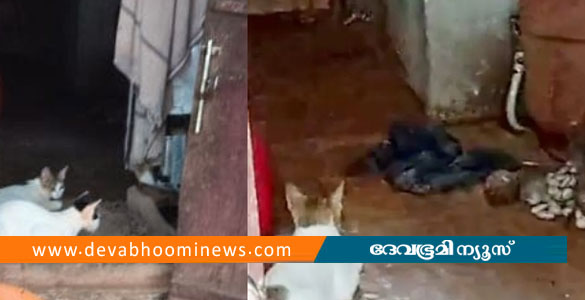 കോഴിക്കോട് മൂര്&zwj;ഖന്&zwj;റെ കടിയില്&zwj; നിന്നും വീട്ടുകാരെ രക്ഷിച്ച് വളർത്തു പൂച്ചകൾ