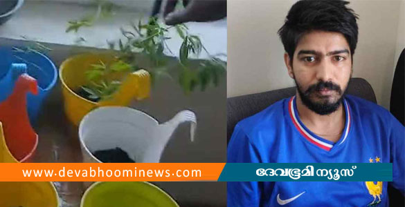 ഫ്&zwnj;ളാറ്റിൽ കഞ്ചാവ് ചെടികൾ വളർത്തിയ ഐടി ജീവനക്കാരൻ പിടിയിൽ; പാലില്&zwj; ചേര്&zwj;ത്ത് കുടിക്കുമെന്ന് മൊഴി