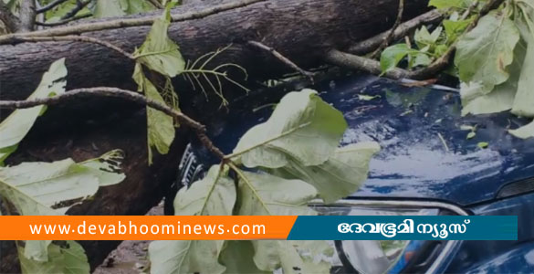 മിന്നല്&zwj; ചുഴലി; നടത്തറയിൽ സ്കൂൾ കെട്ടിടത്തിന് മുകളിലേക്ക് മരം കടപുഴകി വീണു