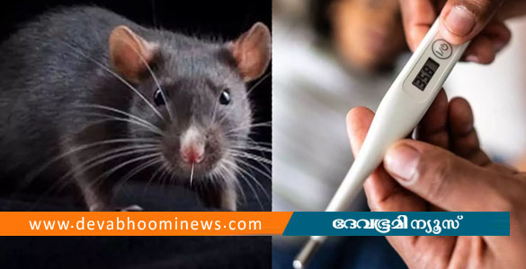 കൊല്ലത്ത് എലിപ്പനി ബാധിച്ച് 70 കാരൻ മരിച്ചു; 7 പേര്&zwj; ചികിത്സയില്&zwj;