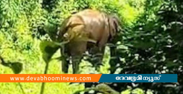 കോട്ടപ്പടിയിൽ ജനവാസ മേഖലയിൽ ഭീതിപരത്തിയ കാട്ടാനയെ മയക്കുവെടി വെച്ചു