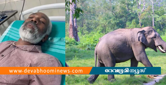 വയനാട്ടിൽ കാട്ടാന ആക്രമണത്തിൽ ക്ഷീര കർഷകന് പരിക്ക്