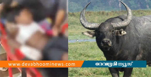 മറയൂരില്&zwj; സ്കൂളിലേക്ക് പോകാൻ നിന്ന 8 വയസ്സുകാരനെ കാട്ടുപോത്ത് കുത്തിയെറിഞ്ഞു
