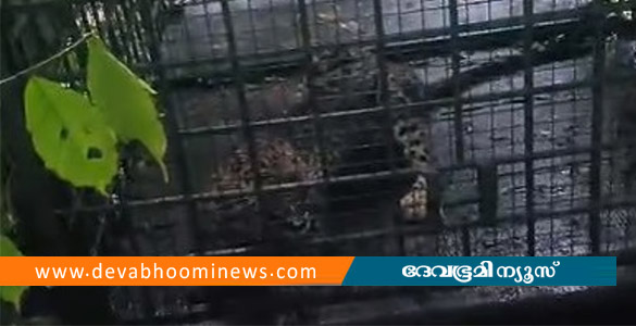അതിരപ്പിള്ളിയിൽ വീട്ടുവളപ്പിലെ കൂട്ടിൽ പുലി കുടുങ്ങി