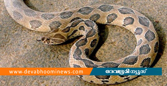 സര്&zwj;ക്കാര്&zwj; ജനകീയാരോഗ്യ കേന്ദ്രത്തില്&zwj; നഴ്&zwnj;സിന് അണലിയുടെ കടിയേറ്റു