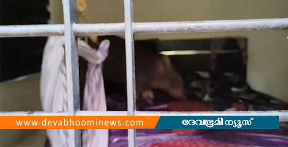 മഞ്ചേരിയിൽ വീട്ടിലെ കിടപ്പുമുറിയിൽ കാട്ടുപന്നി; രണ്ടര വയസുകാരിക്ക് അത്ഭുതരക്ഷ