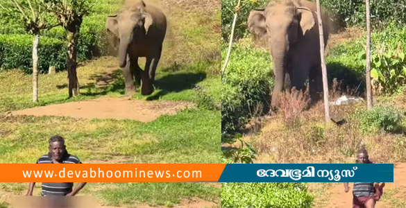 മൂന്നാറിൽ തൊഴിലാളിക്ക് നേരെ പാഞ്ഞടുത്ത് കാട്ടാന; രക്ഷപ്പെട്ടത് തലനാരിഴയ്ക്ക്