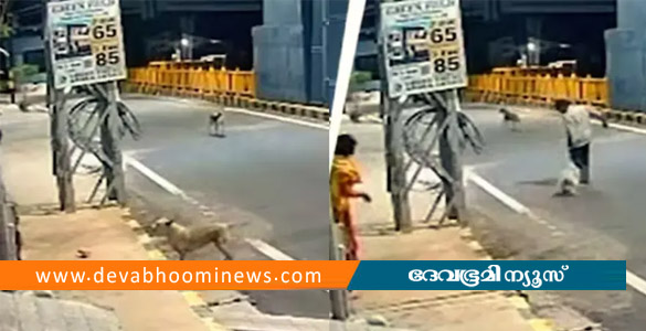 മാനസിക വെല്ലുവിളി നേരിടുന്ന സ്ത്രീയെ പീഡിപ്പിക്കാൻ ശ്രമം; രക്ഷകരായി തെരുവുനായ്ക്കൾ