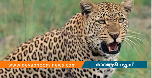 കുണ്ടായിയിൽ പുലിയിറങ്ങി: പശുവിനെ കൊന്നു തിന്നു, നാട്ടുകാർ ഭീതിയിൽ