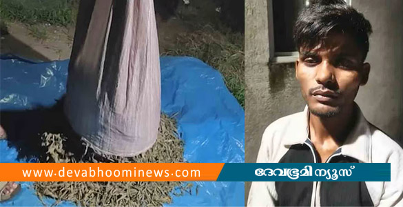 കൊച്ചിയില്&zwj; 30 കിലോ കഞ്ചാവുമായി ബംഗാൾ സ്വദേശി പിടിയിൽ
