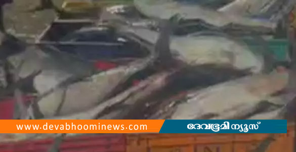 വർക്കലയിൽ മത്സ്യം കഴിച്ചവർക്ക് ഭക്ഷ്യവിഷബാധ